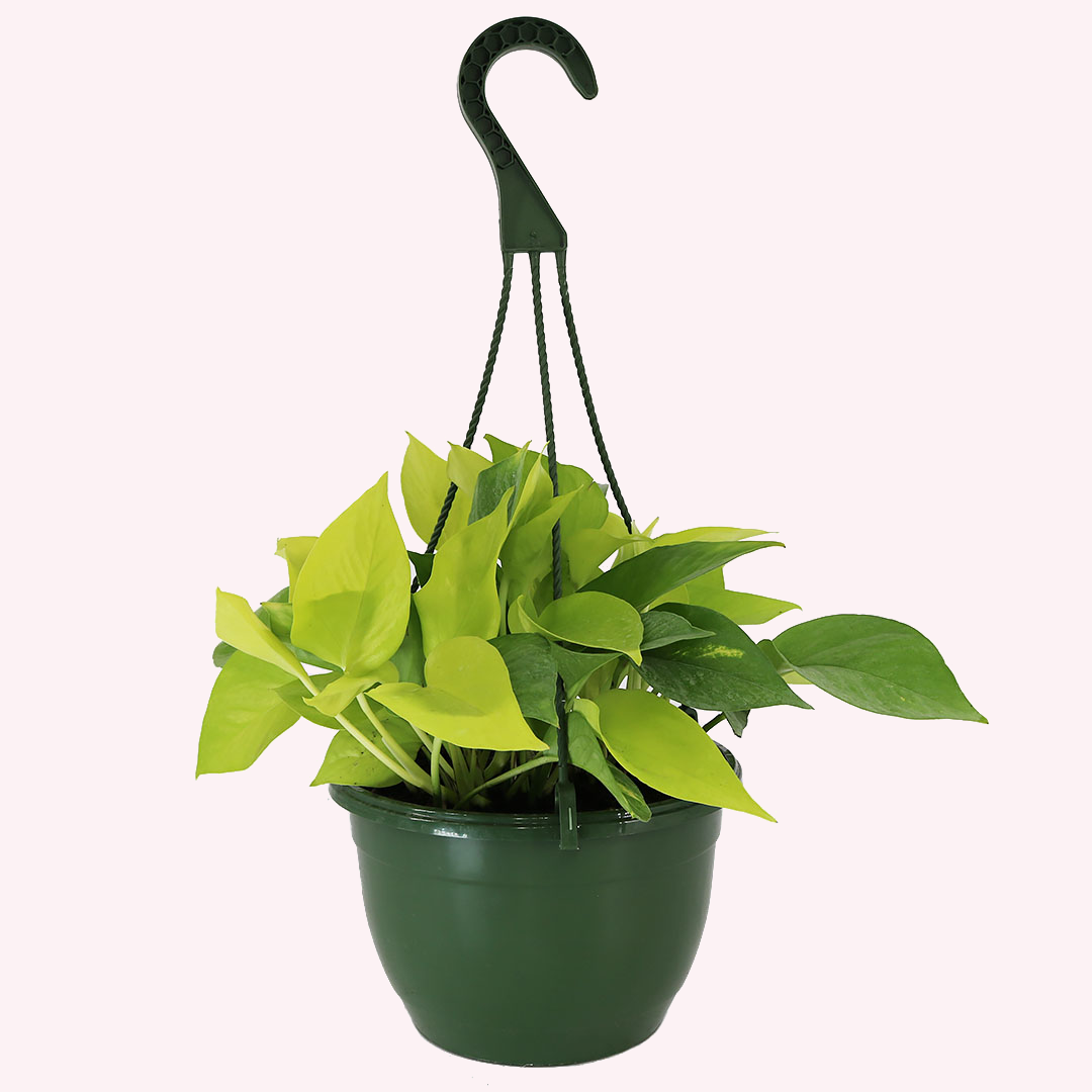 Neon Pothos HB, 8" Pot