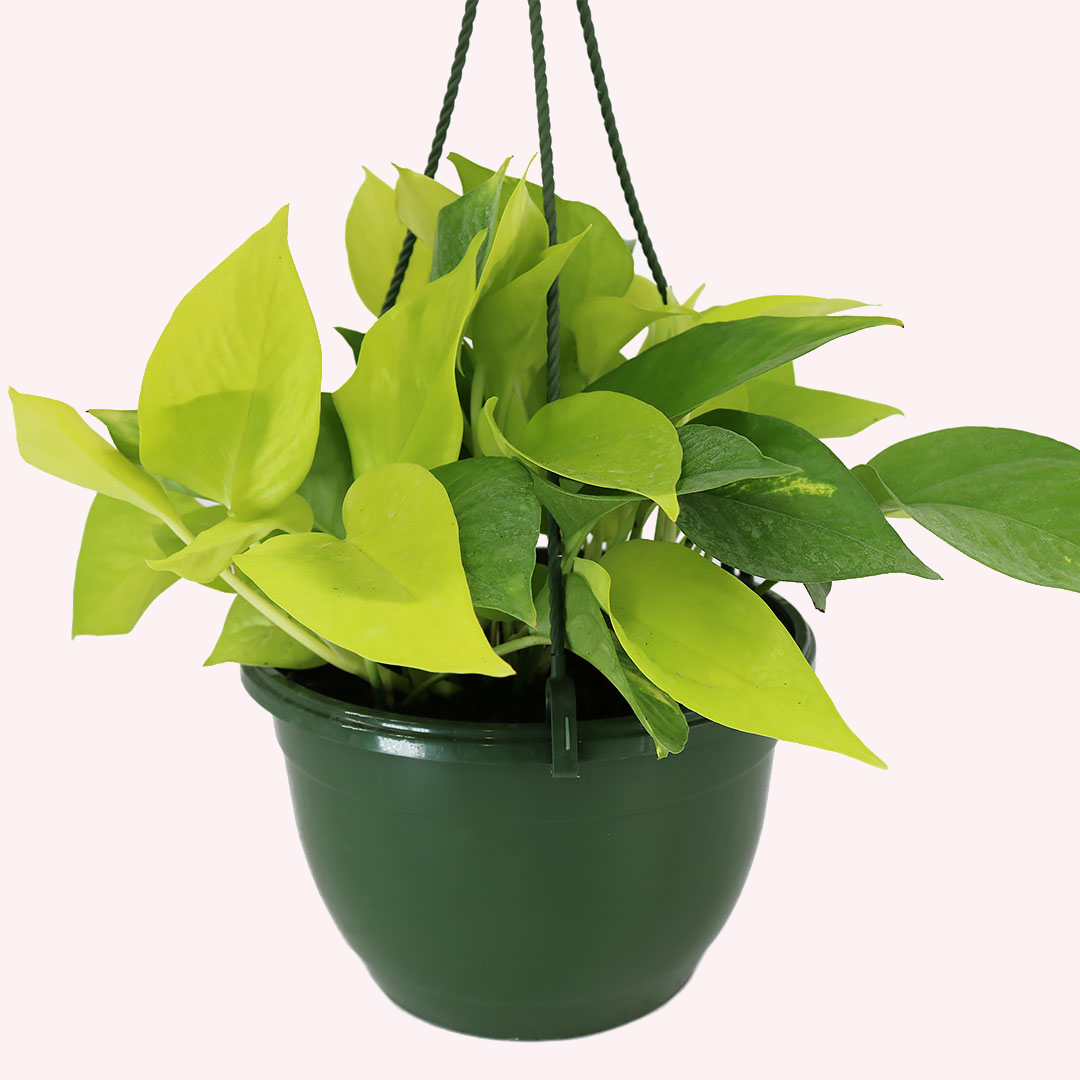 Neon Pothos HB, 8" Pot