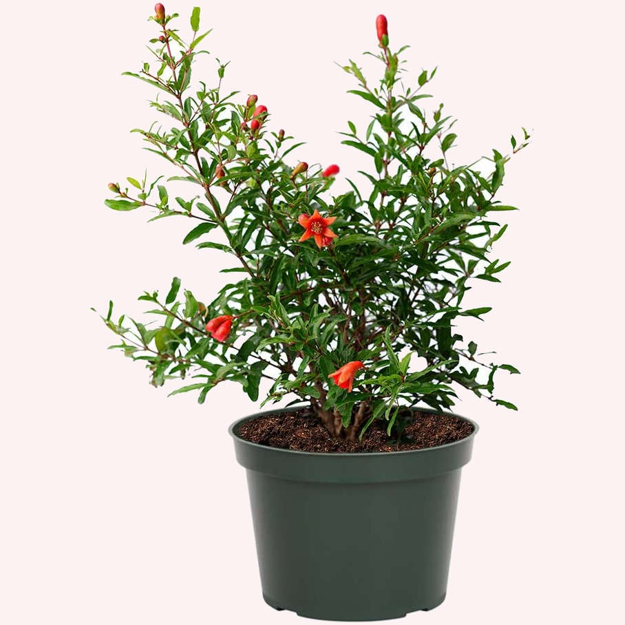 Dwarf Pomegranate in a 6" pot.