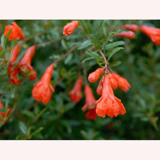 Dwarf Pomegranate, 6" Pot