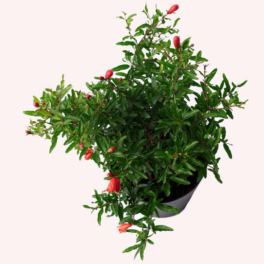 Dwarf Pomegranate, 6" Pot