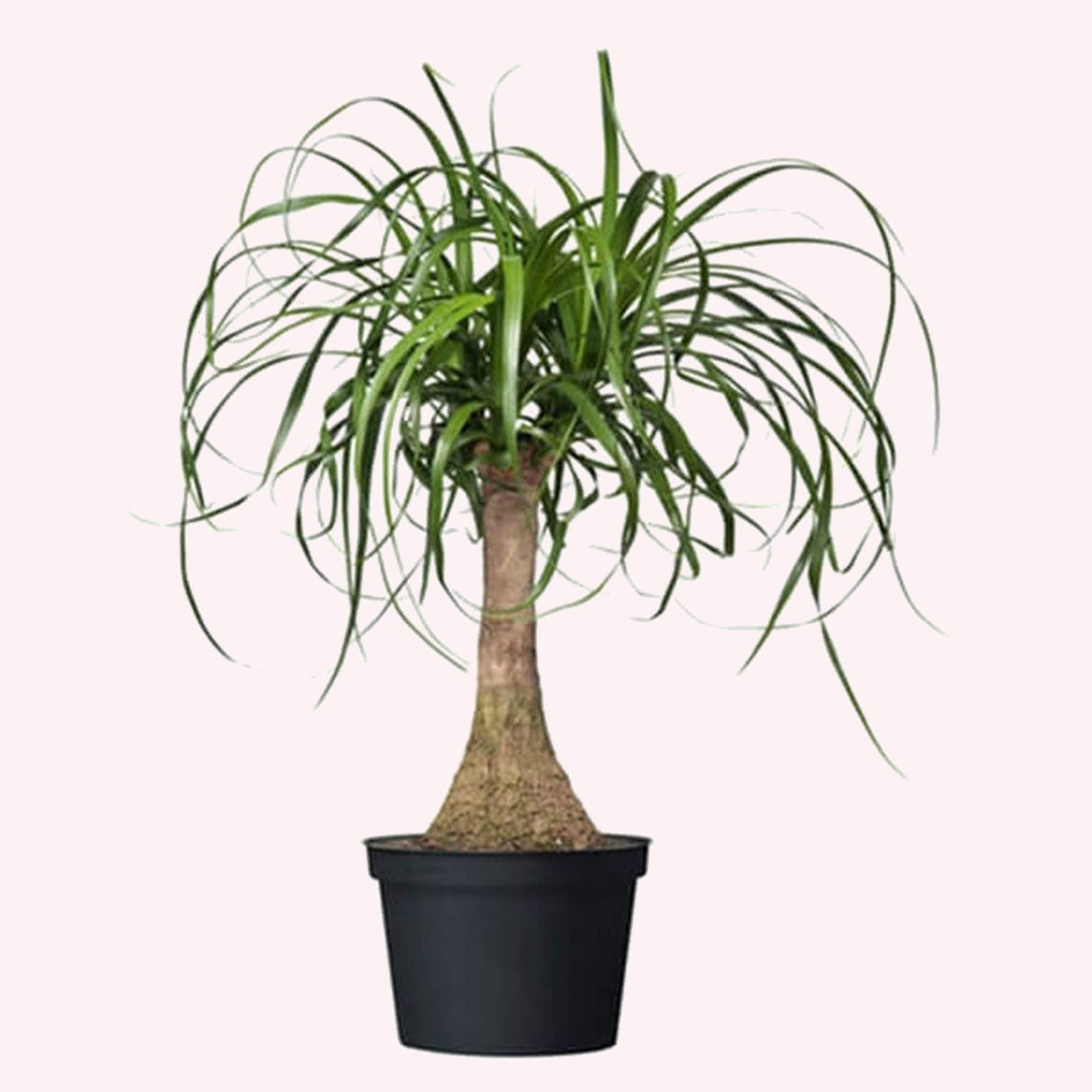 Ponytail Palm in a 6" pot.