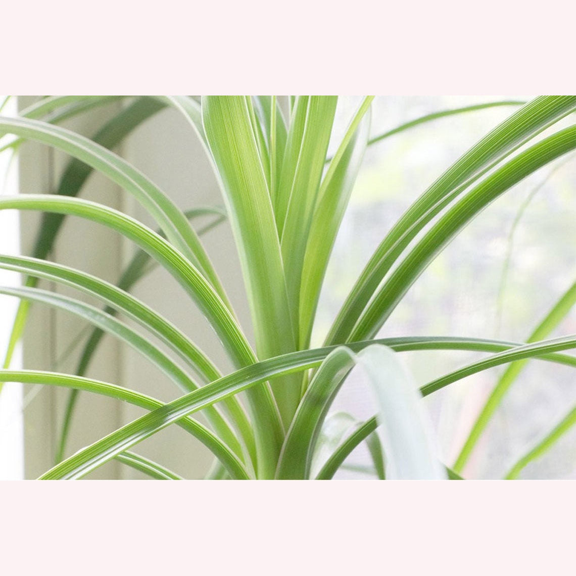 Ponytail Palm leaves.