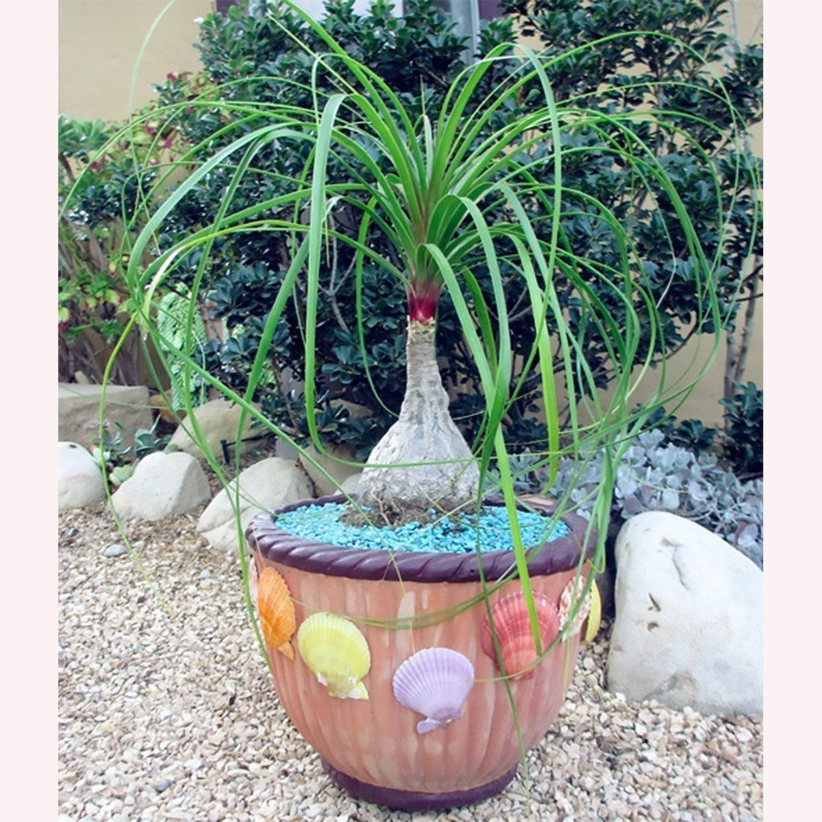 Ponytail Palm in a seashell planter.
