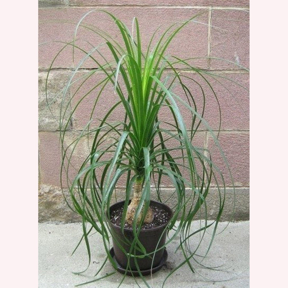 Ponytail Palm in a 6" pot.