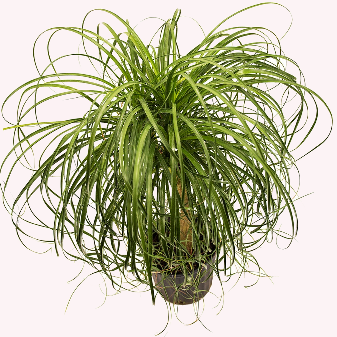Ponytail Palm XL, 10" Pot