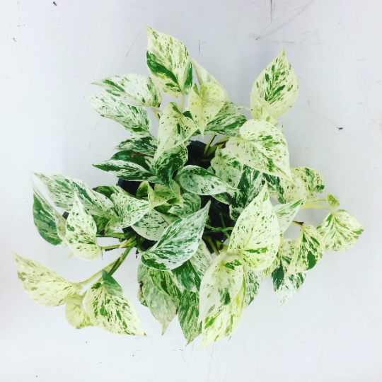 Marble Queen Pothos, 6" Pot