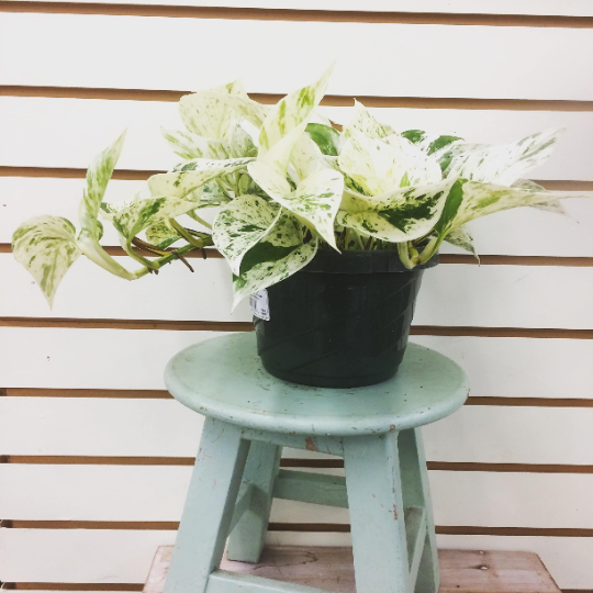Marble Queen Pothos, 6" Pot