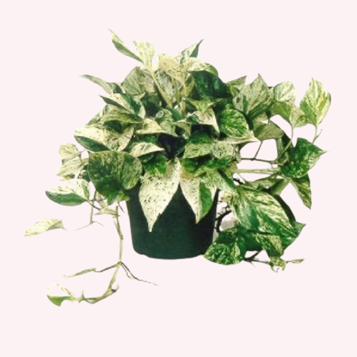 Marble Queen Pothos, 6" Pot