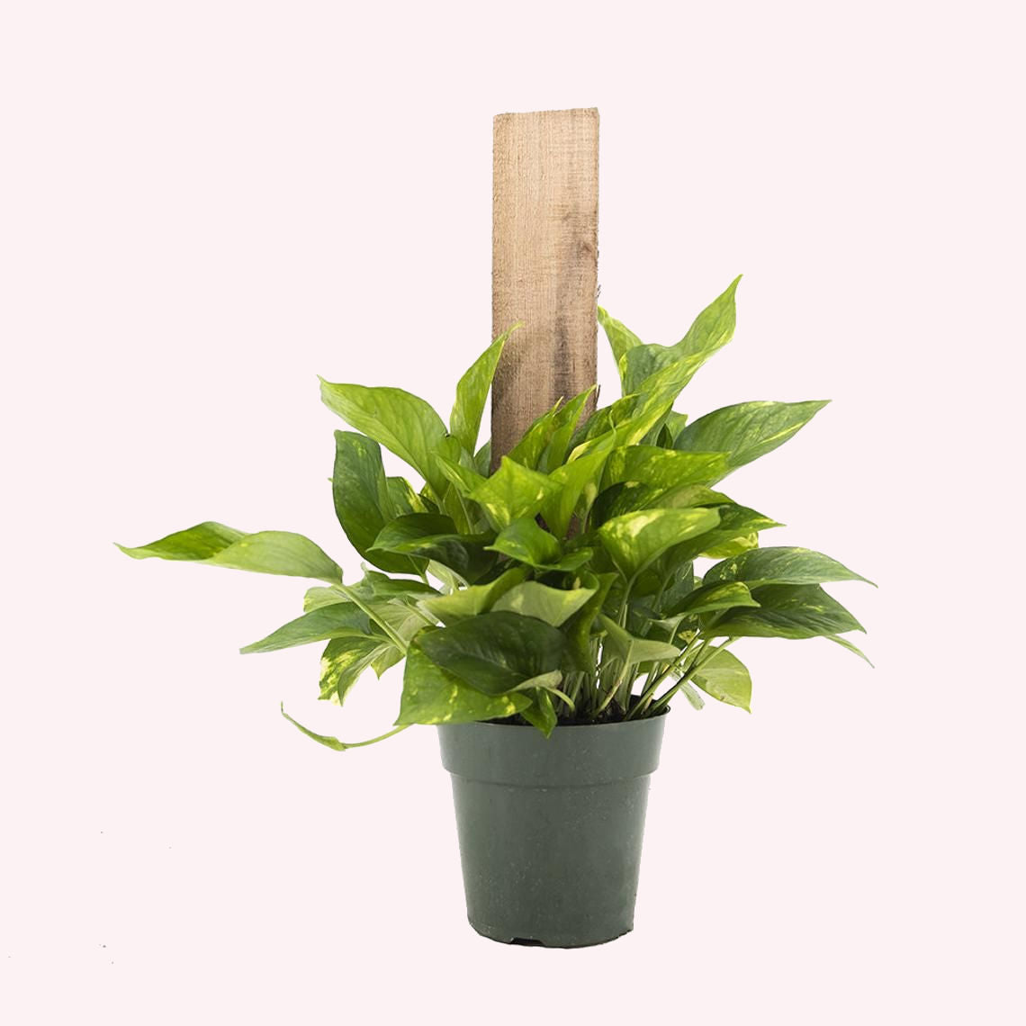 potted golden pothos Buy a Golden Pothos Totem Pole Plant