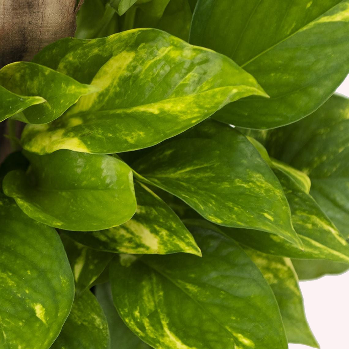 Golden Pothos Totem Pole leaves.