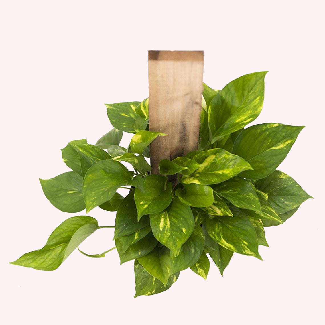 Golden Pothos Totem Pole.
