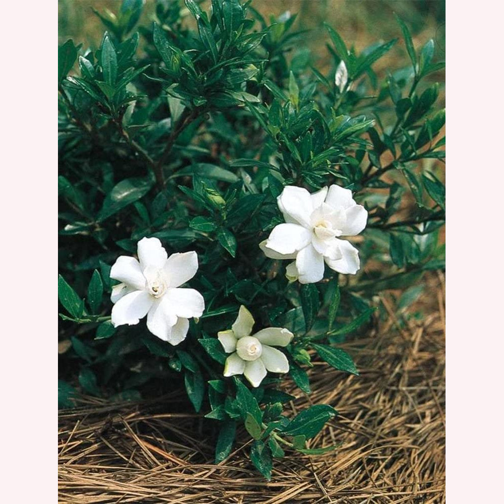 Dwarf Radicans Gardenia blooms.