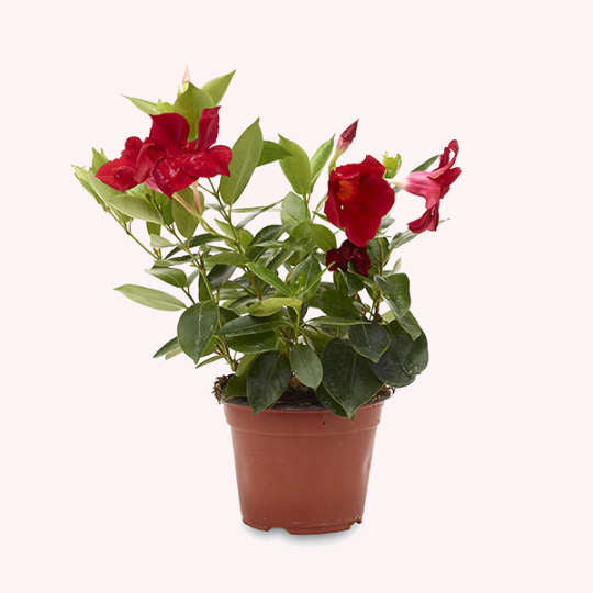 Dipladenia Mandevilla, 6" Pot, Red Flowers