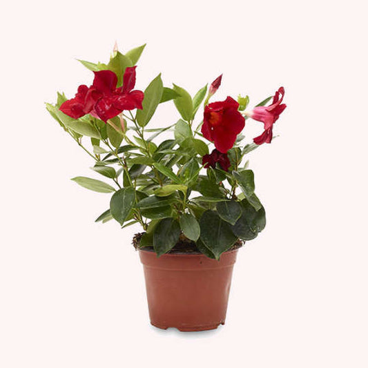 Dipladenia Mandevilla, 6" Pot, Red Flowers