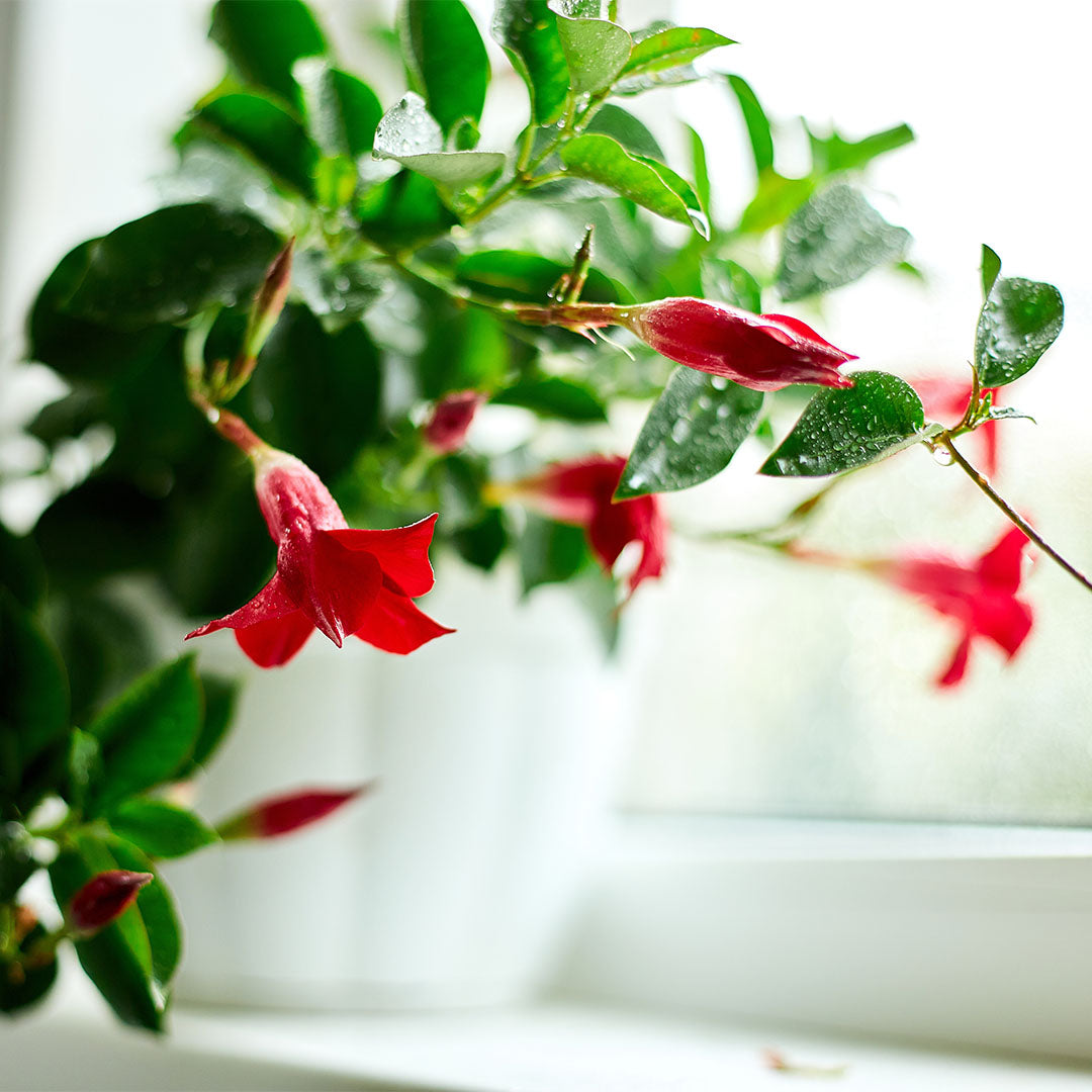 Dipladenia Mandevilla, 6" Pot, Red Flowers