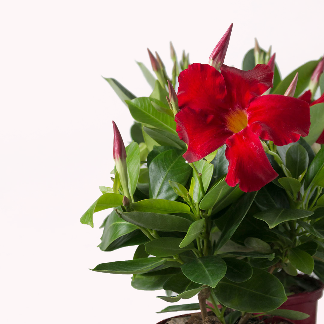 Dipladenia Mandevilla, 6" Pot, Red Flowers