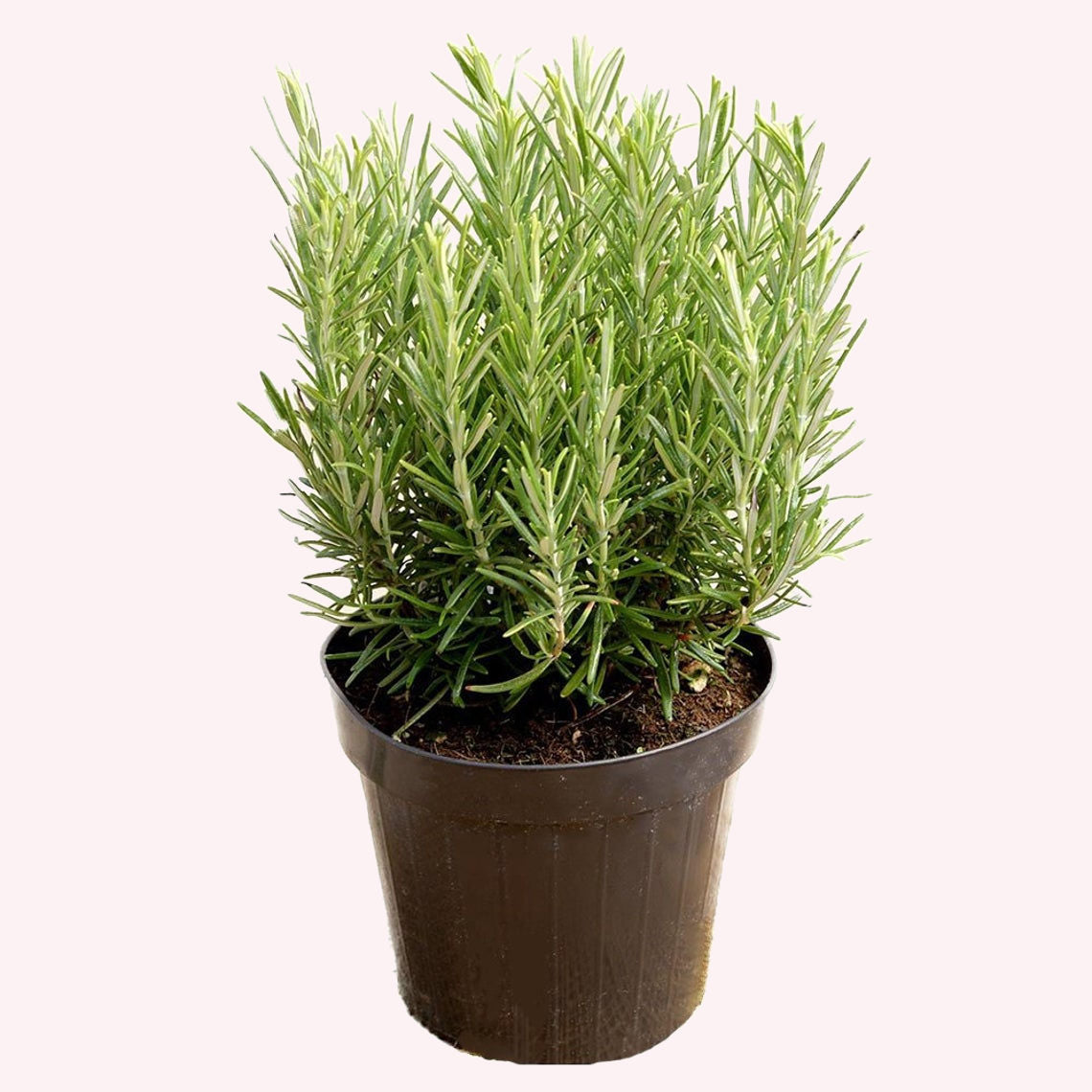 Tuscan Blue Rosemary, 6" Pot