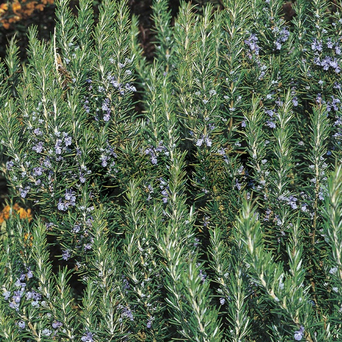 Tuscan Blue Rosemary, 6" Pot