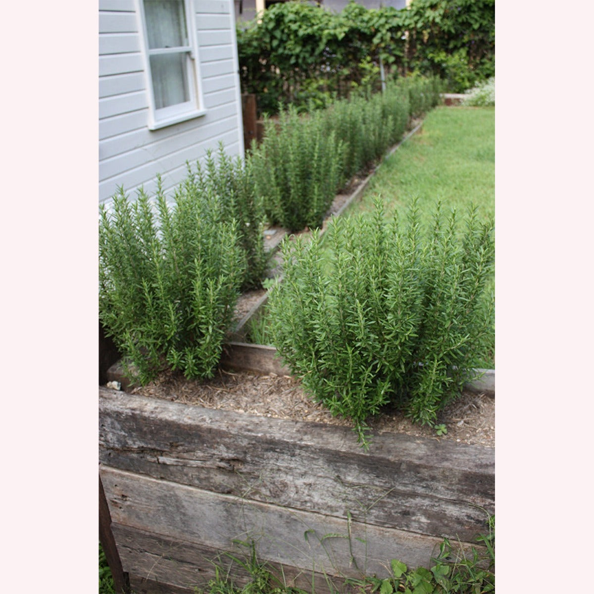 Tuscan Blue Rosemary, 6" Pot