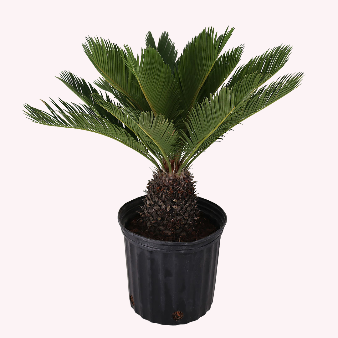 king sago palm plant King Sago Palm, 10" Pot