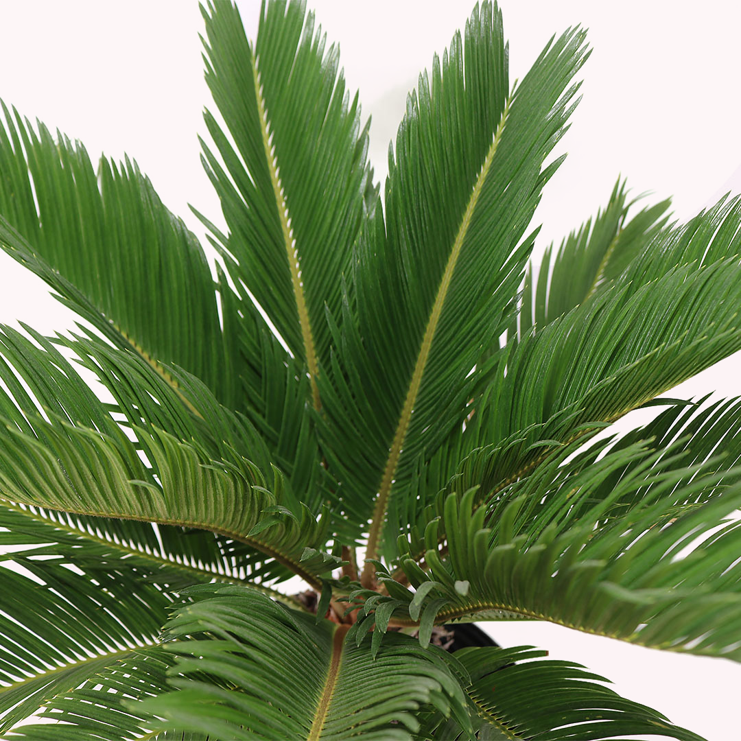 King Sago Palm, 10" Pot