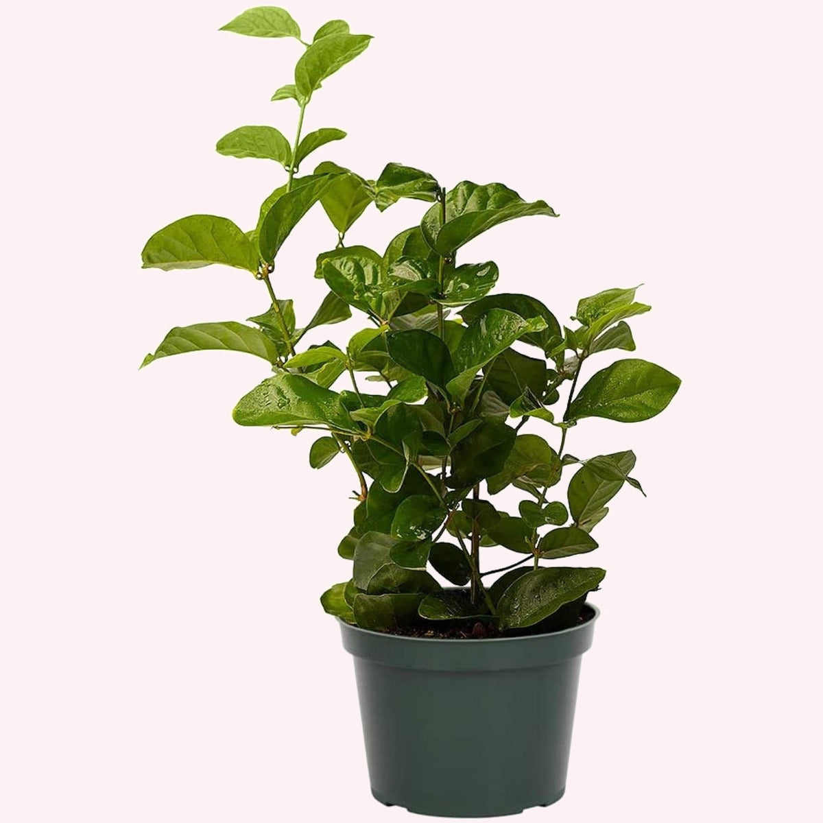 Arabian Jasmine, Jasminum sambac, Monrovia Plant