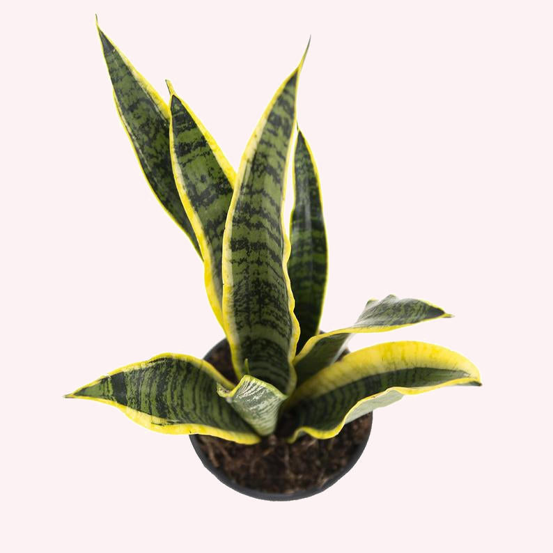Sansevieria Trifasciata Snake Plant Laurentii, 4" Pot
