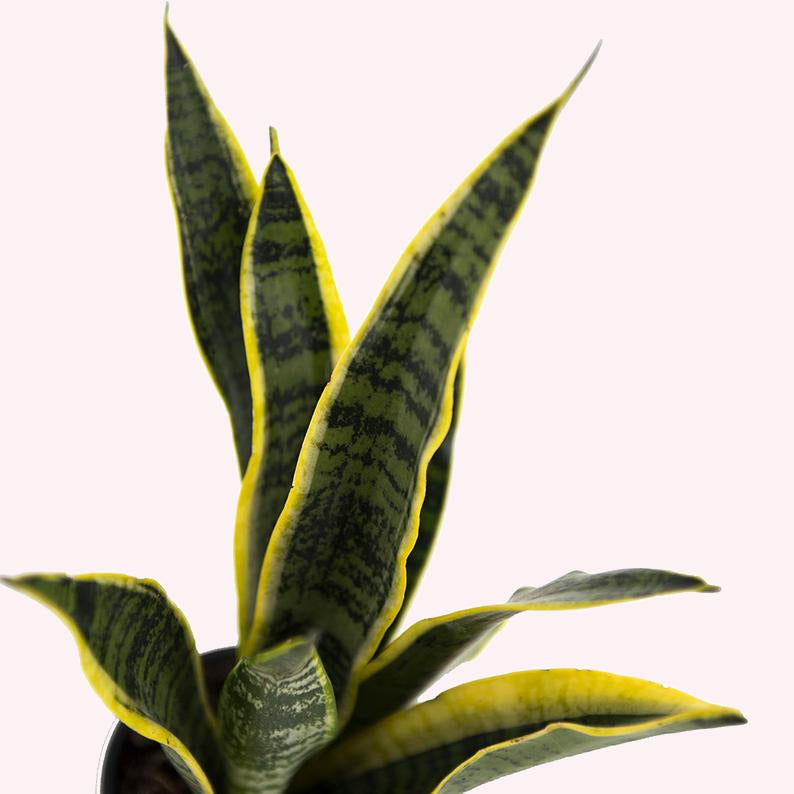 Sansevieria Trifasciata Snake Plant Laurentii, 4" Pot
