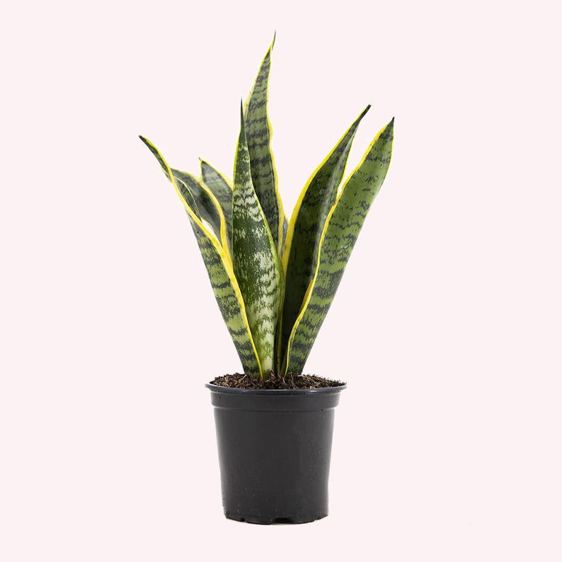 Pots For Snake Plants: A Sanseveria Pot Shopping Guide