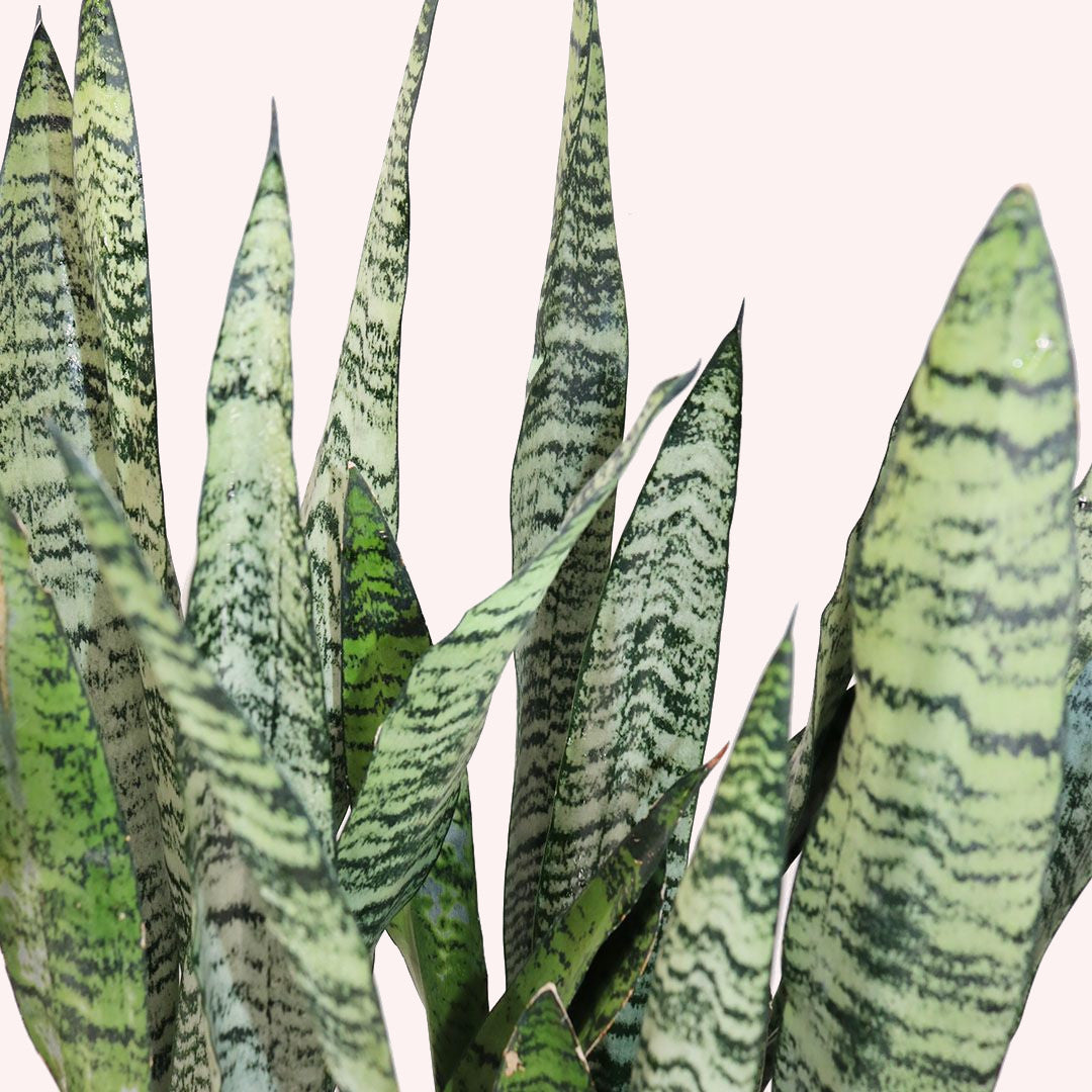 Sansevieria Bundle, Two 10" Pots