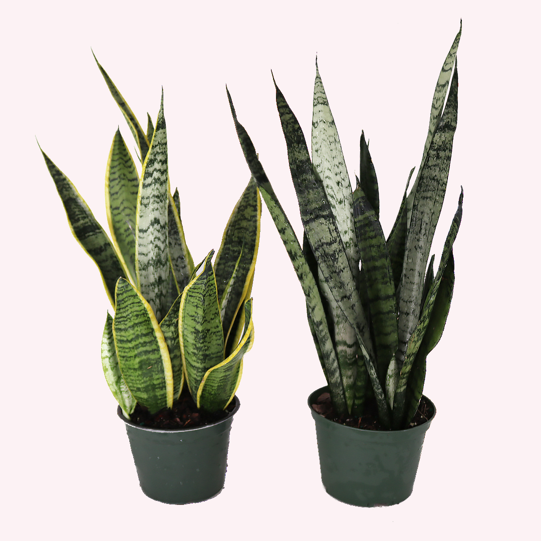 Sansevieria Bundle, Two 6" Pots