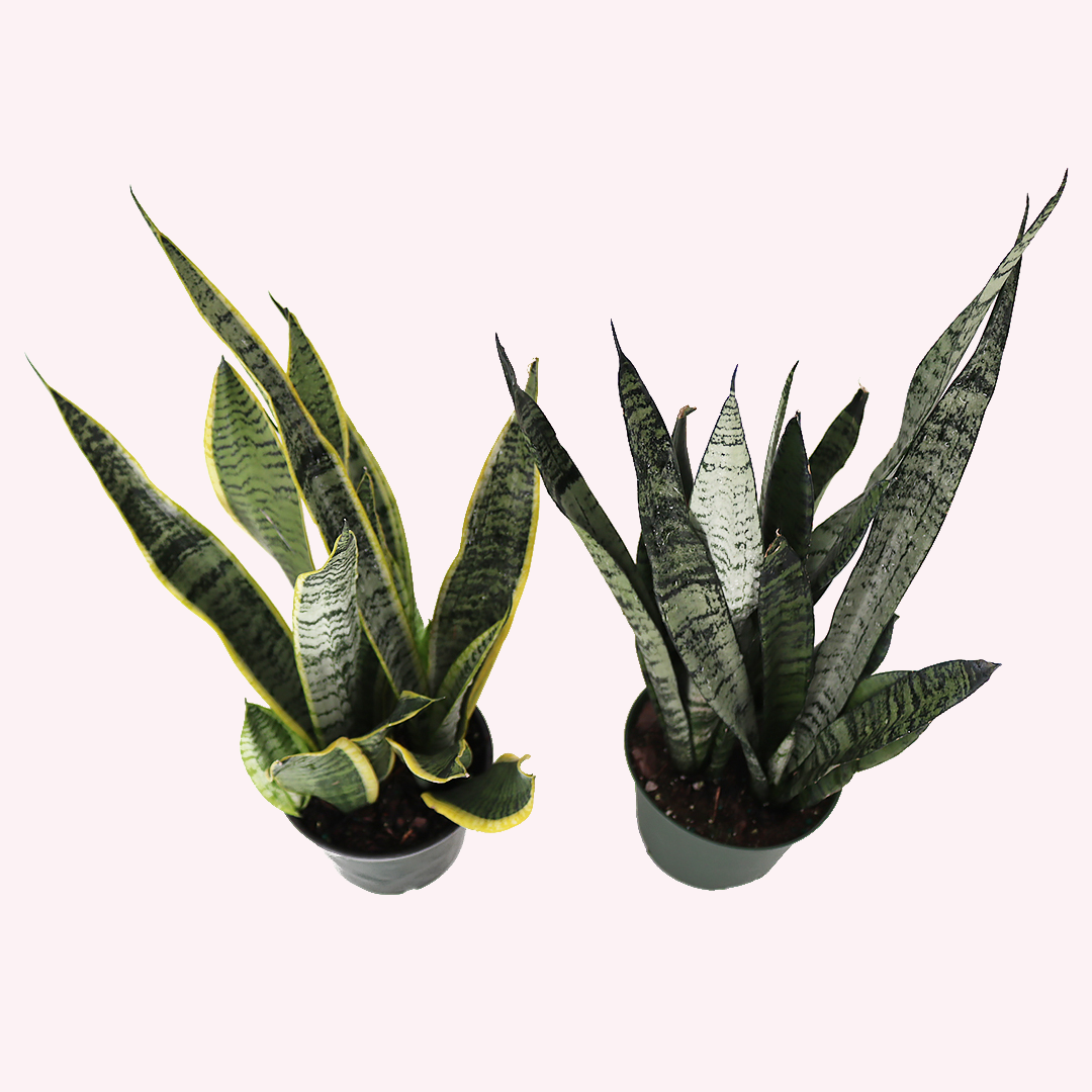 Sansevieria Bundle, Two 6" Pots