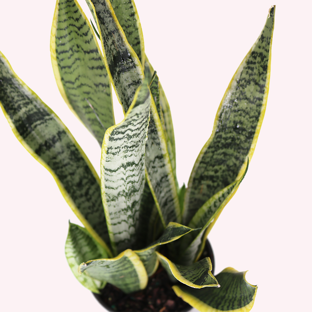 Sansevieria Bundle, Two 6" Pots