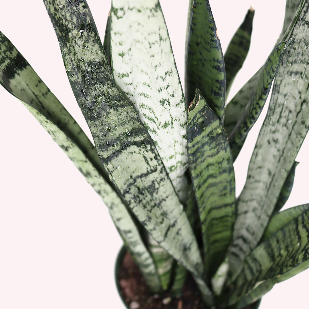 Sansevieria Bundle, Two 6" Pots