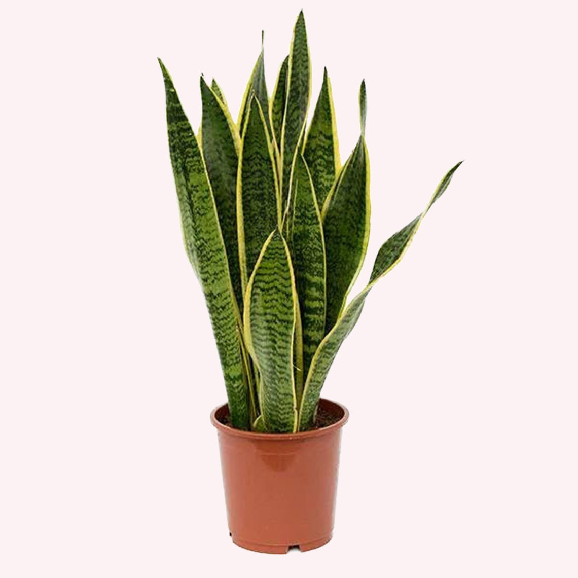 snake plant live Sansevieria Trifasciata Laurentii, 6" Pot