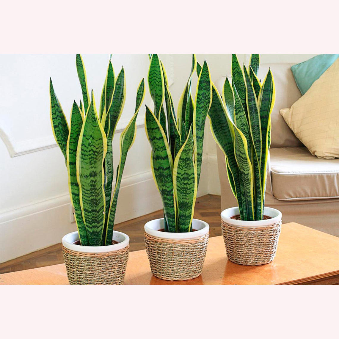 Three Sansevieria Trifasciata Laurentii in a 6" pot.