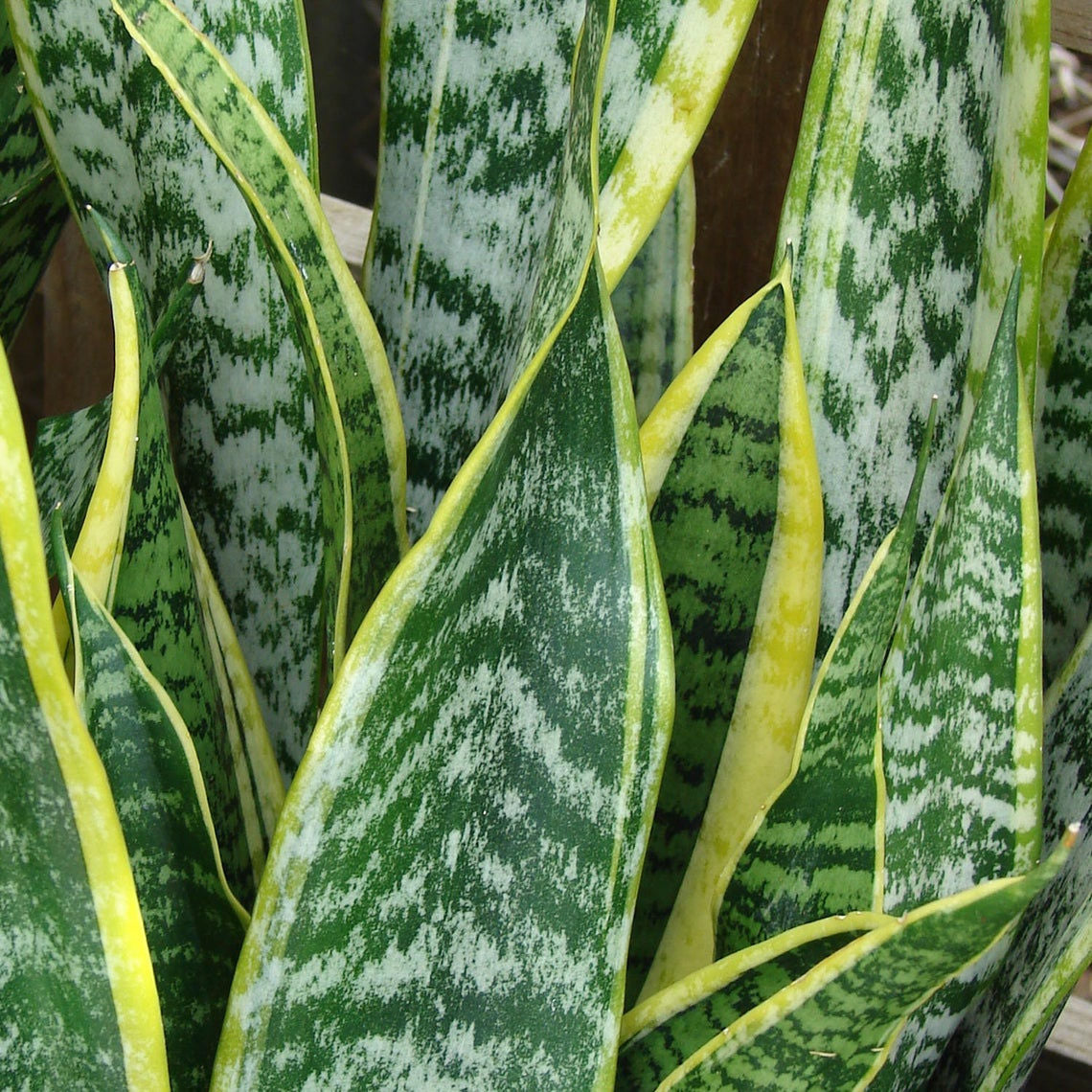 Sansevieria Trifasciata Laurentii leaves.