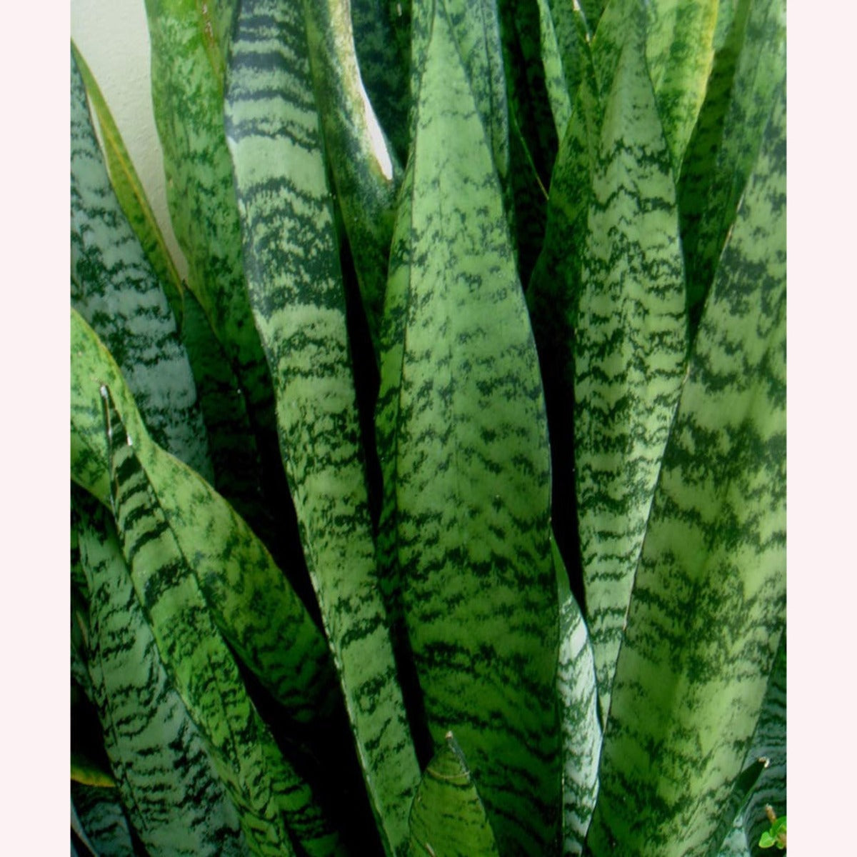 Sansevieria Trifasciata Zeylanica leaves.