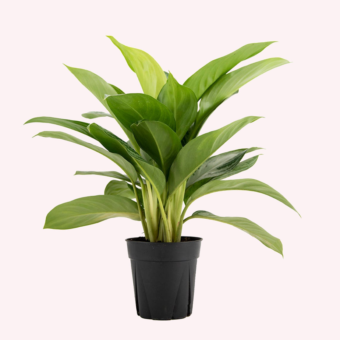 Silver Bay Aglaonema in a 6" pot.