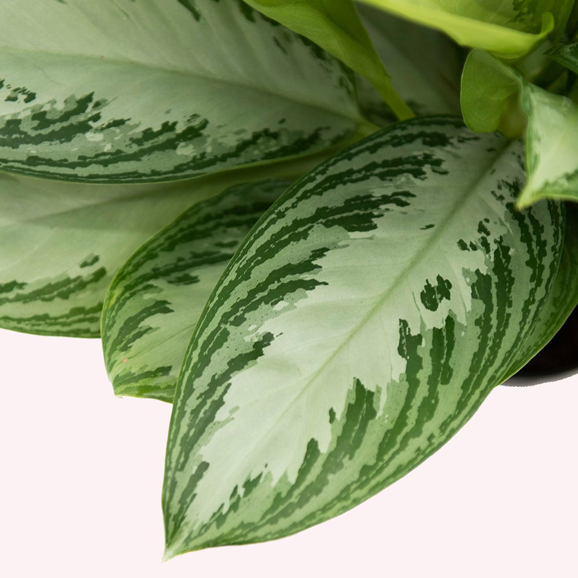 Silver Bay Aglaonema leaves.