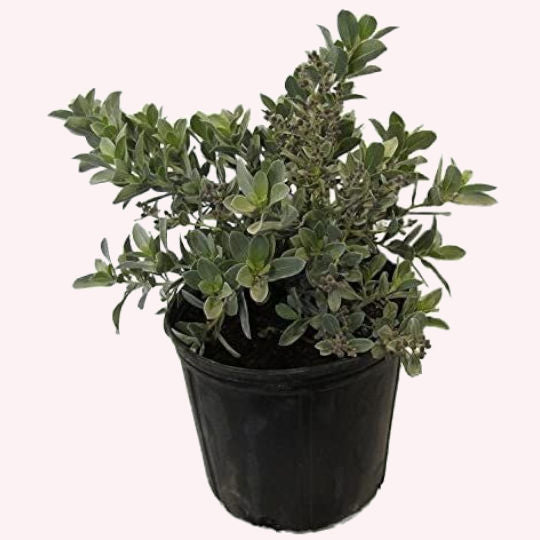 Silver Buttonwood in a 10" pot.