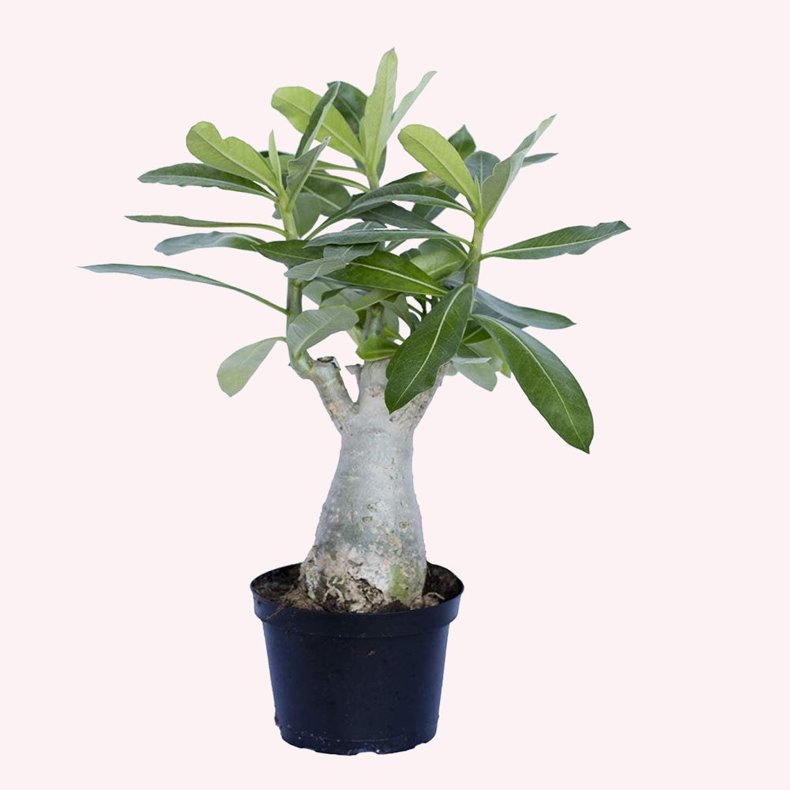 Single Desert Rose in a 5" pot.