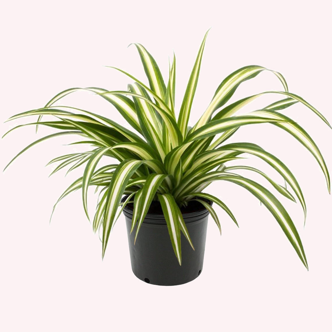 buy spider plants Buy a Spider Plant Easy Care Live Plant