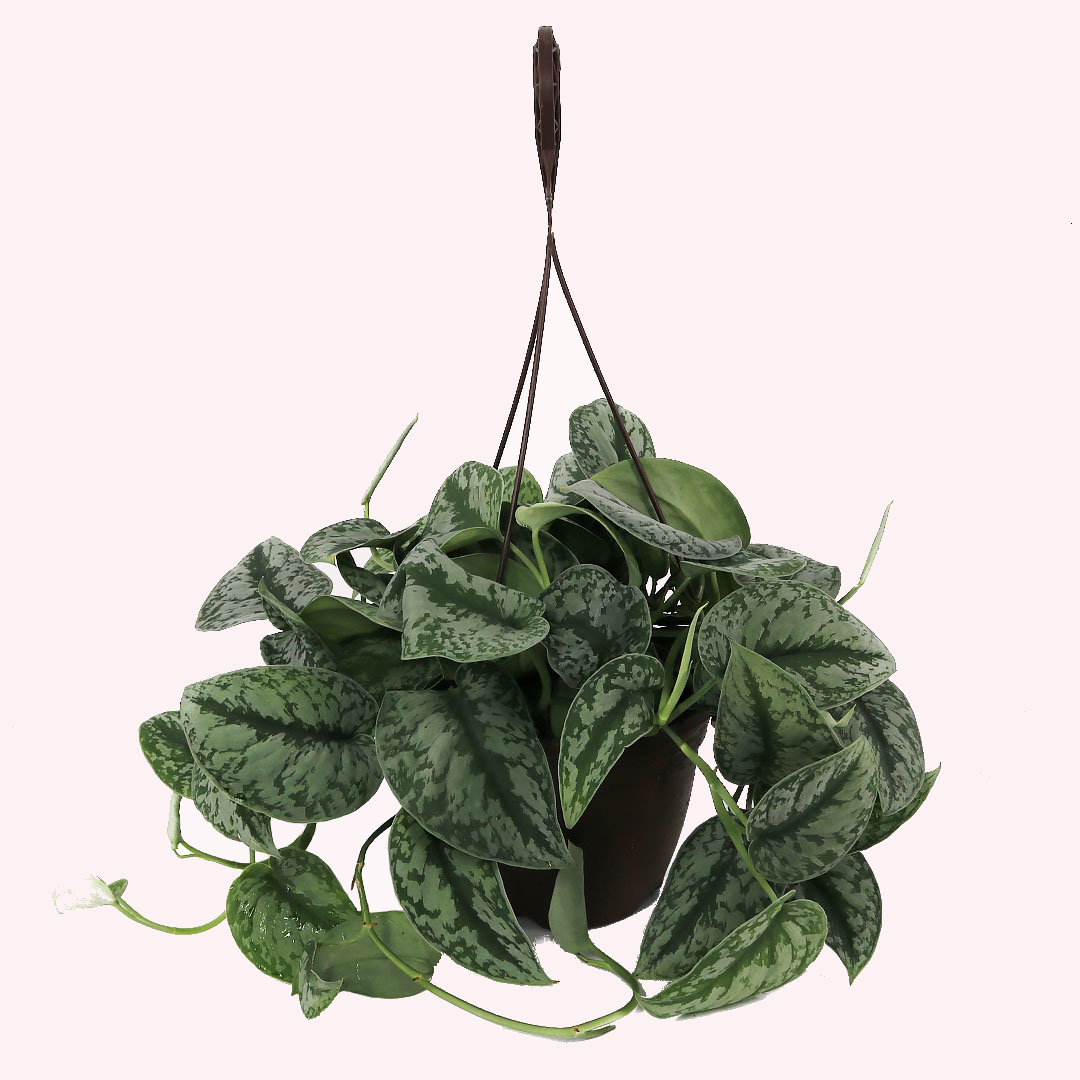 Scindapsus Silver Satin, Hanging Basket, 8" Pot