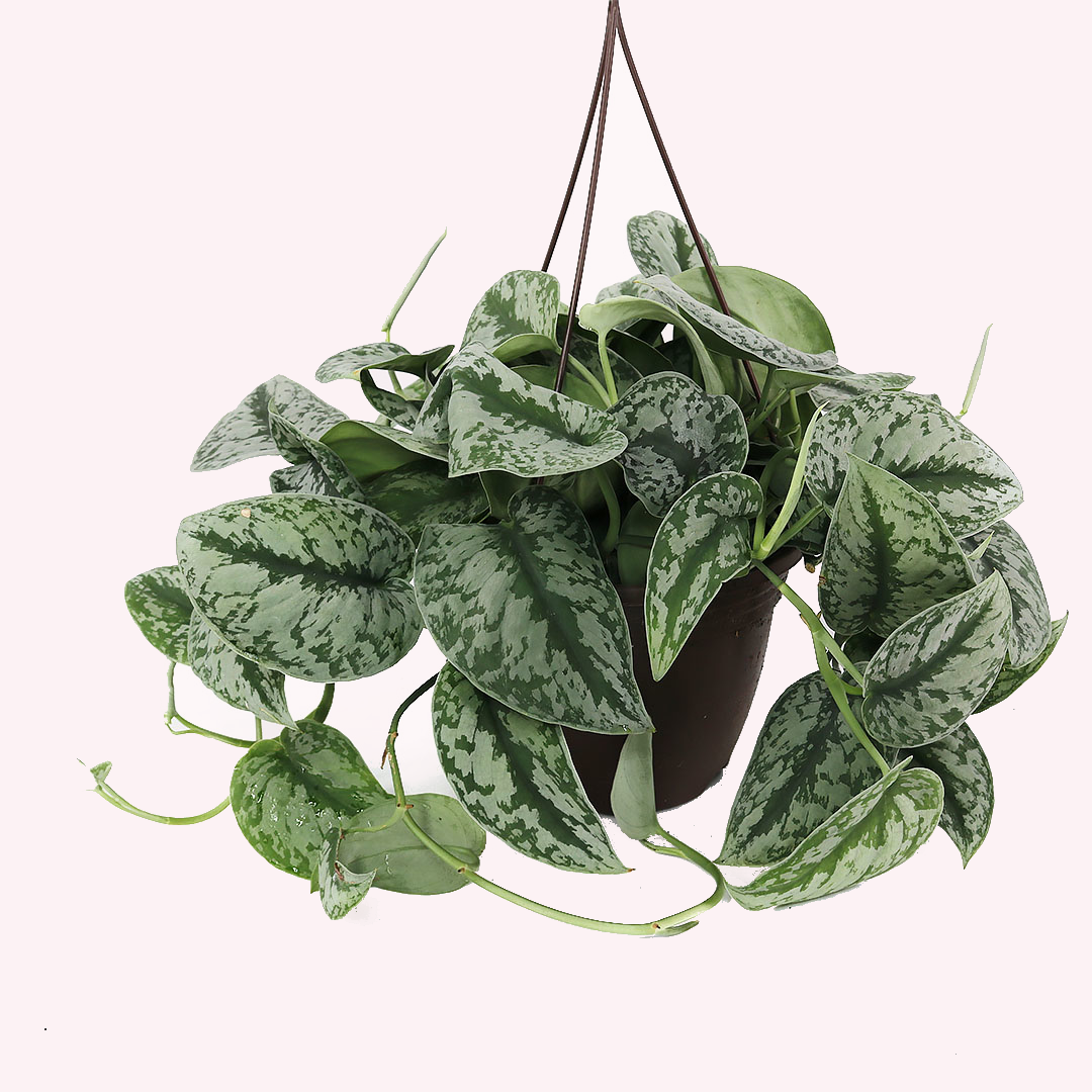 Scindapsus Silver Satin, Hanging Basket, 8" Pot