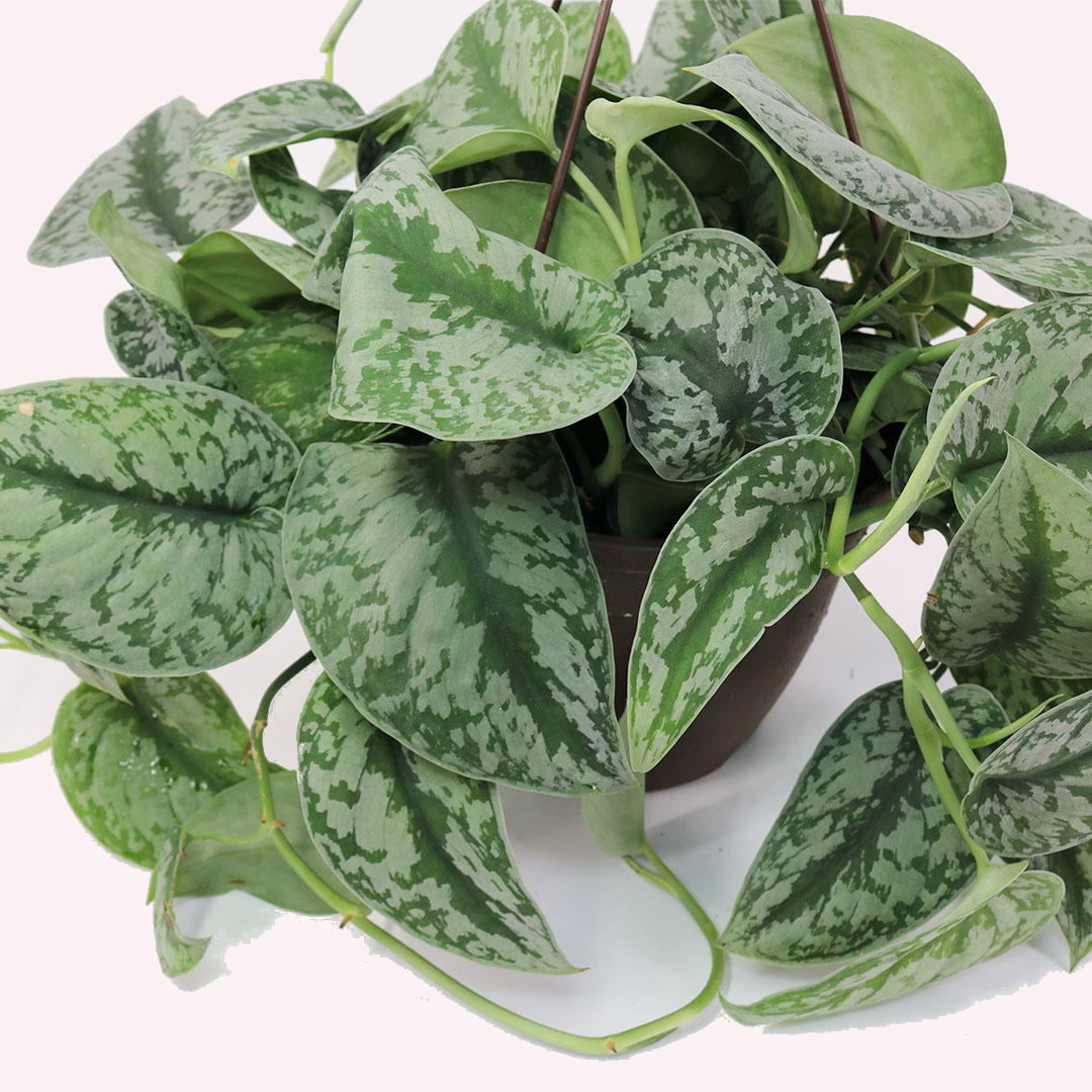 Scindapsus Silver Satin, Hanging Basket, 8" Pot