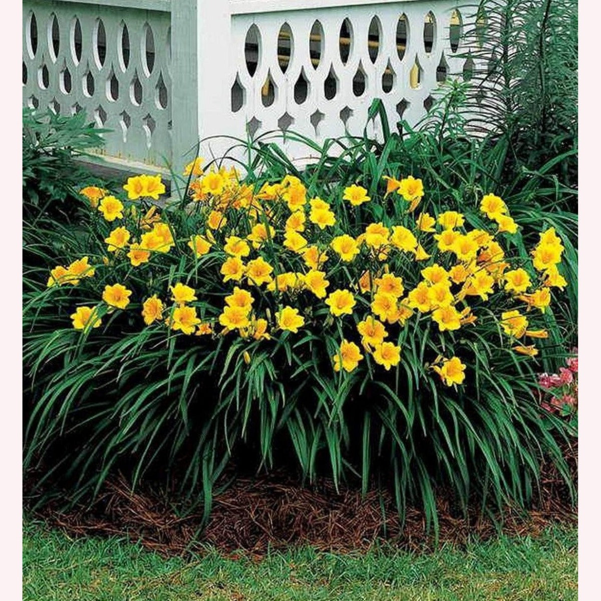 Stella De Oro Daylily, 6" Pot, Yellow Blooms