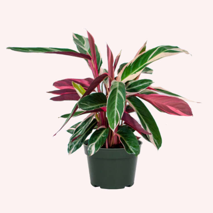 Stromanthe Trio Star in a 6" pot.