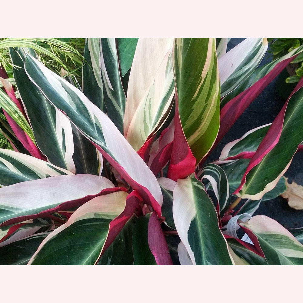 Stromanthe Trio Star leaves.